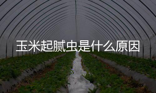 虫是玉米原因什么起腻