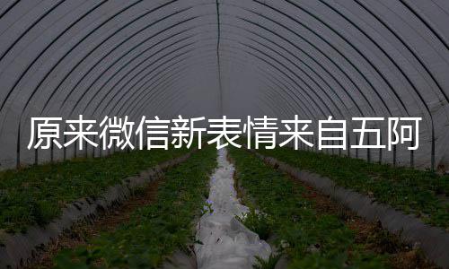 自五阿哥看后微信原来有朋幽默苏发问新表情来