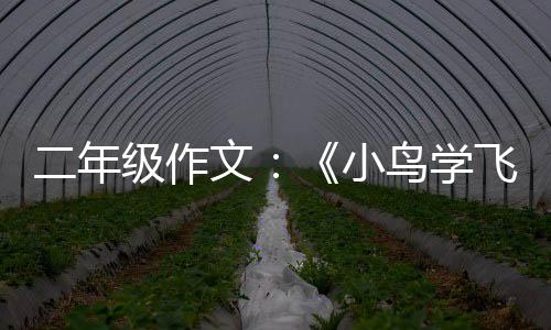 二年鸟学级作文飞翔小