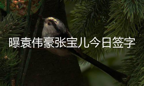 曝袁婚 回应张宝字结暂未日签儿今伟豪双方